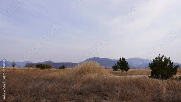 Fototapeta landscape with trees