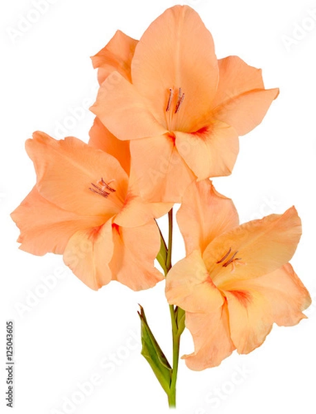Obraz gladiolus orange 3