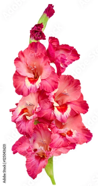 Obraz gladiolus red 1