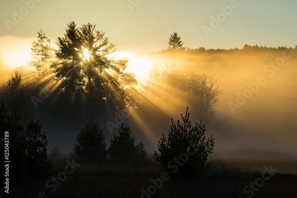 Fototapeta Sunrise, Rays, Trees and Mist - Mew Lake abandoned airfield, Algonquin Park, Ontario, Canada