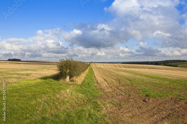 Fototapeta harvested fields