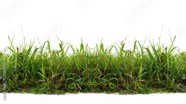 Obraz Green grass isolated against a transparent background 