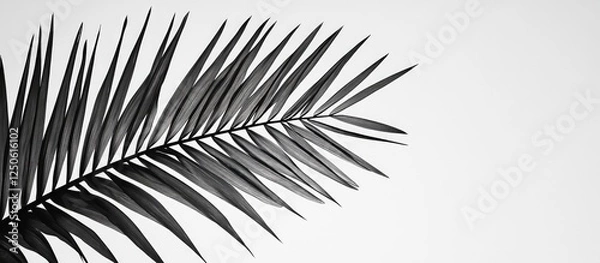 Fototapeta Palm leaves silhouetted against a bright sky in black and white minimalist composition for nature and tranquility themes