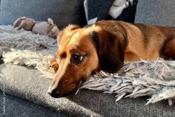 Obraz Cute dog on a sofa