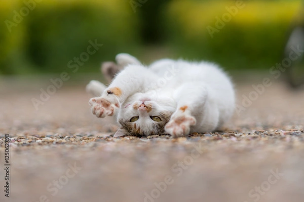 Fototapeta なんとなくシュールなミケっち