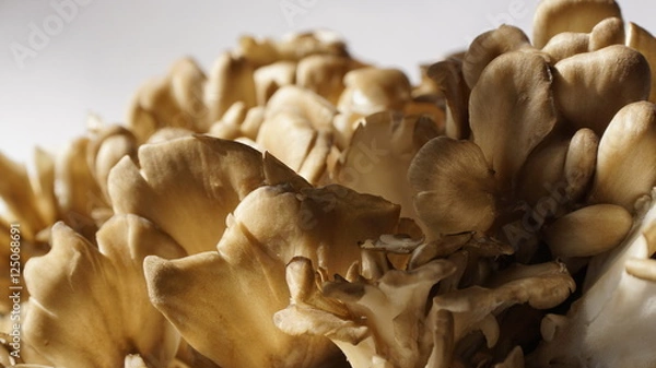 Fototapeta 舞茸さん