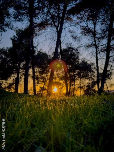 Fototapeta green forest at sunset in the evening
