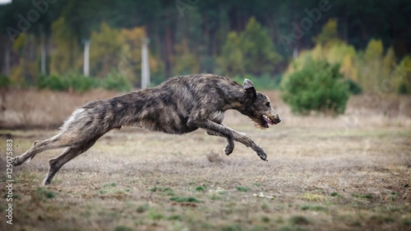 Obraz Coursing. Irish Wolfhound dog runs