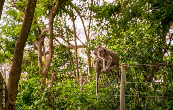 Fototapeta A curious Balinese monkey, with expressive eyes and detailed fur, observes its surroundings. A glimpse into the wildlife of Bali.