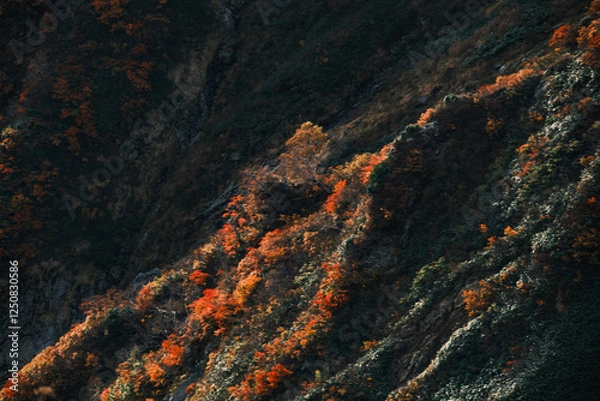 Obraz 秋の風景