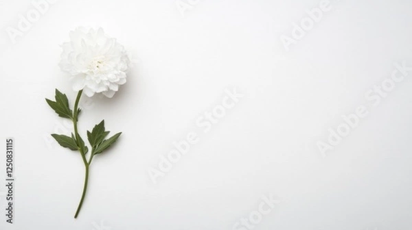 Fototapeta A delicate white flower with green leaves on a minimalist white background, perfect for design use