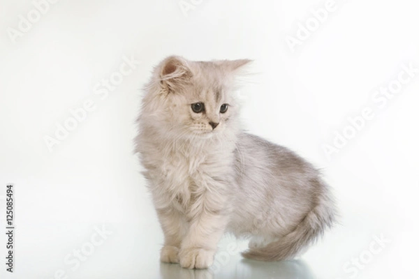Fototapeta gray lop-eared amusing kitten on a white background.