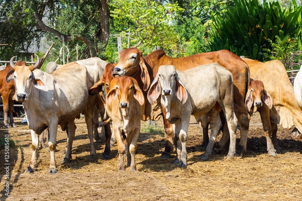 Fototapeta Thai cow in field with fog at local village