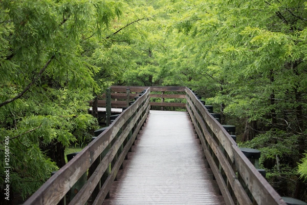 Fototapeta bridge in the forest