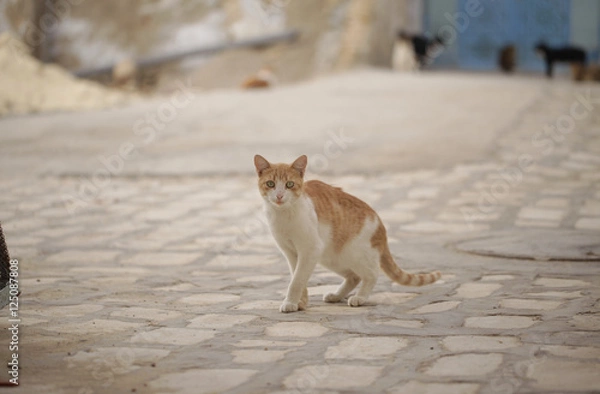 Fototapeta funny red and white kitty on a city pavement