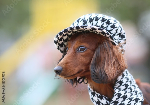 Obraz 帽子をかぶったおしゃれなダックスフンド