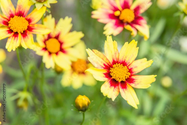 Fototapeta コスモス