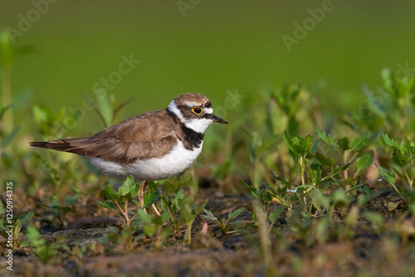 Fototapeta Shorebird Charadrius dubius, Little Ringed Plover on blurred background summer time Poland Europe
