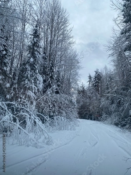 Fototapeta snow covered road