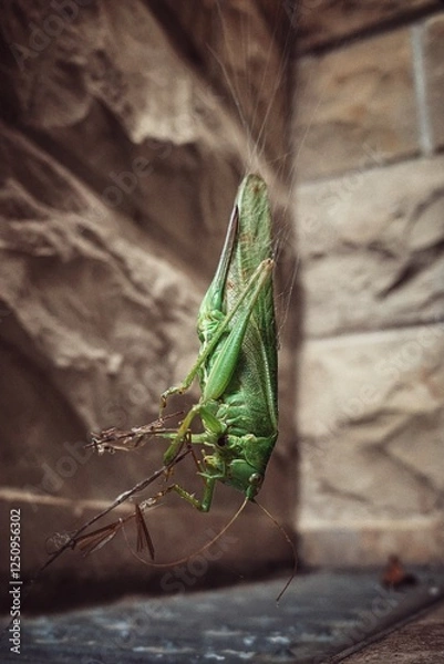 Obraz Green grasshopper hanging in spider web