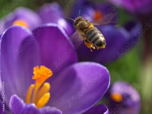 Obraz wiosenny posiłek