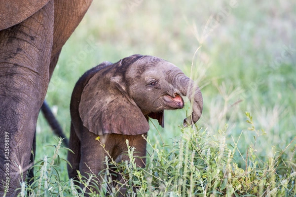 Fototapeta Elephants