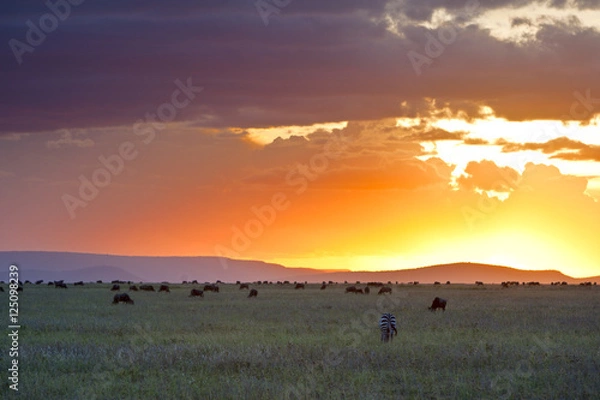 Obraz Sunset in Serengeti