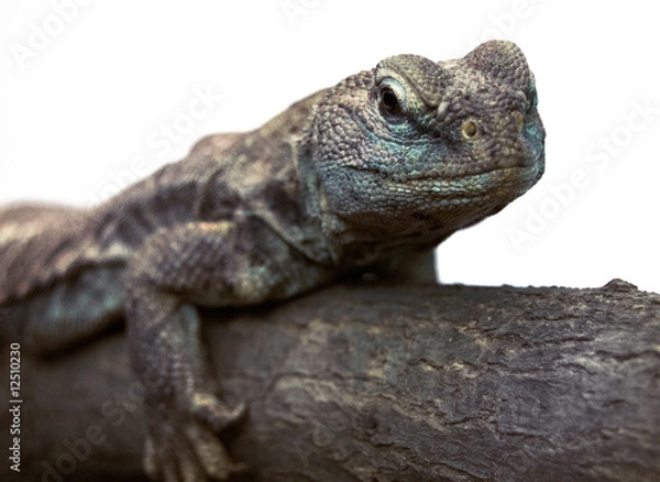 Obraz Lizard