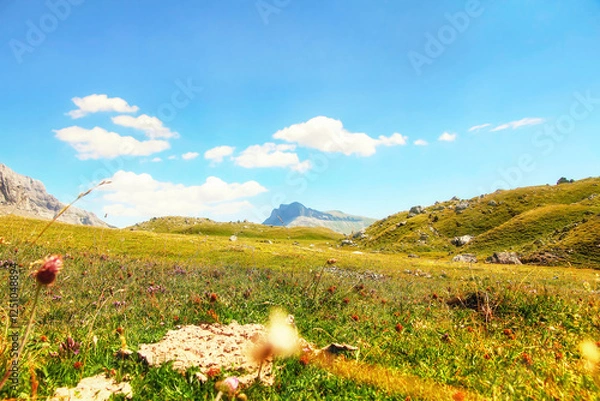 Fototapeta High Alpine valley with green grass, authentic vegetation and cow dung.