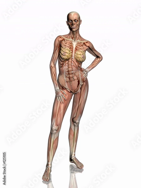 Fototapeta anatomy, transparant muscles with skeleton.