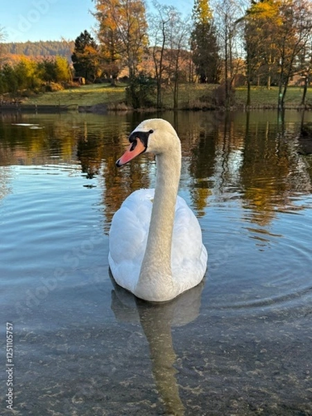 Fototapeta A graceful swan gliding on a tranquil lake