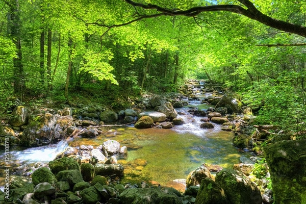 Fototapeta fall forest stream Smolny in russian primorye reserve