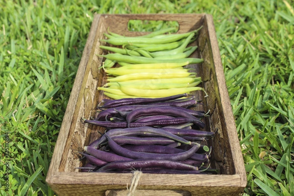 Fototapeta Image of Colorful String Beans
