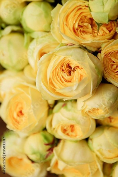 Obraz Roses
