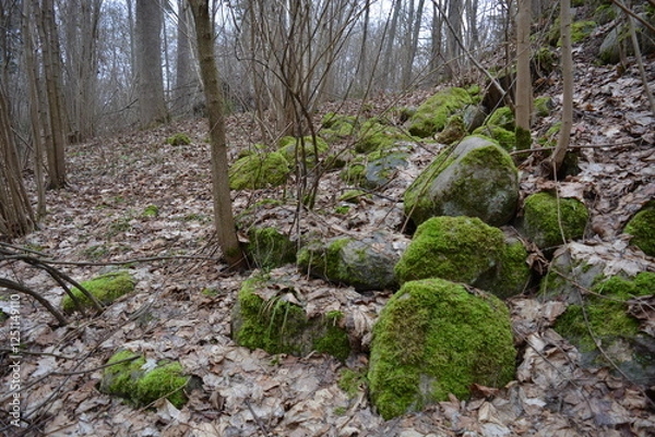 Fototapeta Gray stones covered with green moss in the winter forest, stones with green moss in the forest.