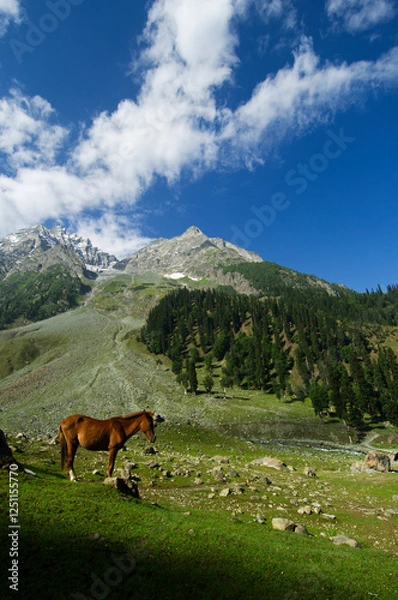 Obraz Mule relaxing in the early morning sunlight at the foothills of The Himalayas, Sonamarg, India.