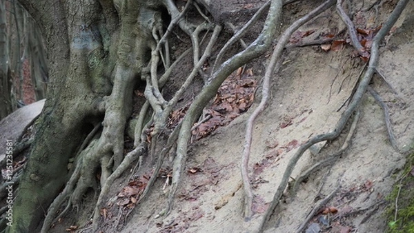 Obraz korzenie, skarpa