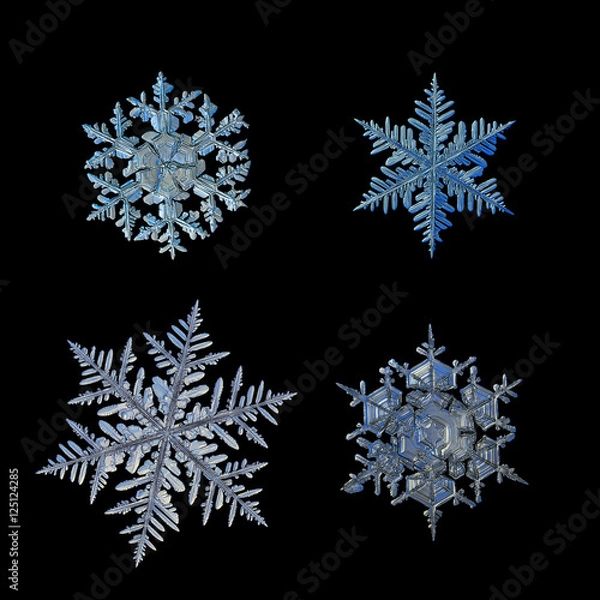 Fototapeta Set with four snowflakes isolated on black background and arranged in square grid. This is macro photos of real snow crystals: large stellar dendrites with ornate shape and massive, complex arms.