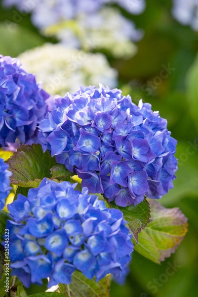 Fototapeta blue hydrangea flowers in summer