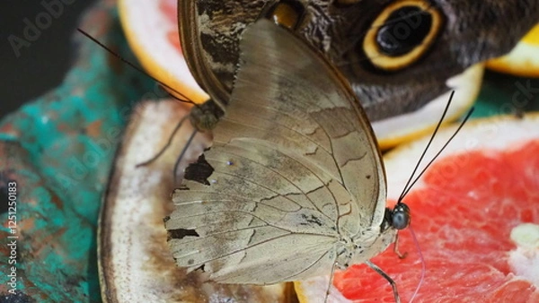 Obraz motyl