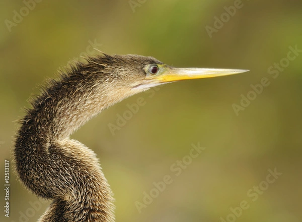 Obraz Snake Bird - Anhinga