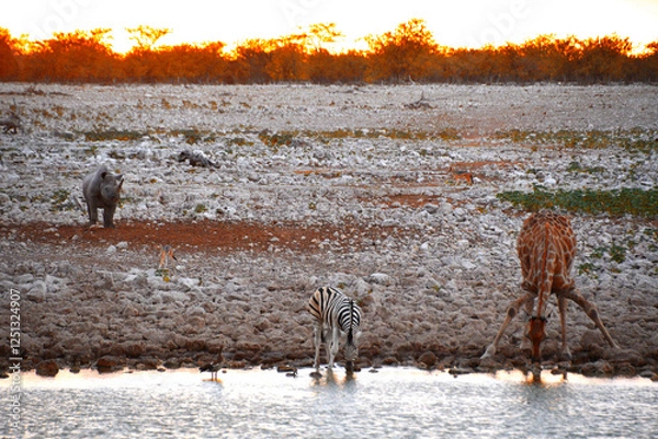 Fototapeta Dzikie zwierzęta przy wodopoju podczas zachodu Słońca w parku Etosha w Namibii - Dzika Afryka - nosorożec, żyrafa, zebra