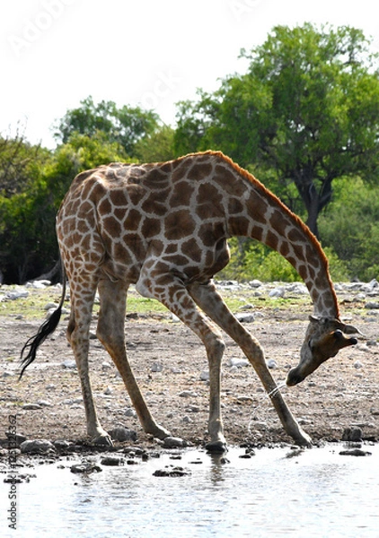 Fototapeta Żyrafa pije wodę przy wodopoju w parku Etosha w Namibii - Afryka - safari