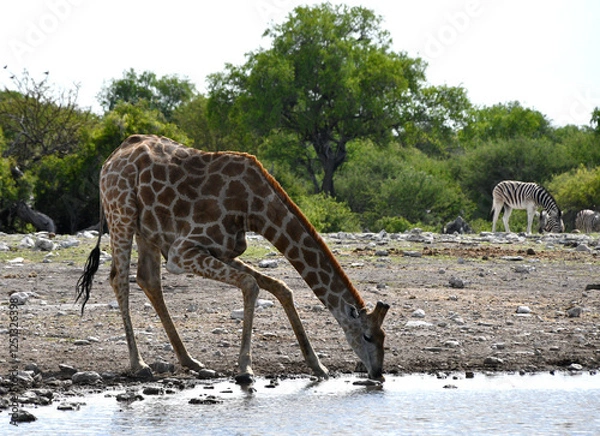 Fototapeta Żyrafa przy wodopoju pije wodę - Etosha park w Namibii - Afryka
