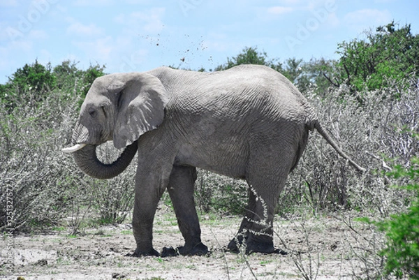 Fototapeta Słoń afrykański na safari w Afryce - Namibia Park Etosha