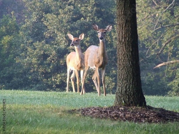 Fototapeta female mist
