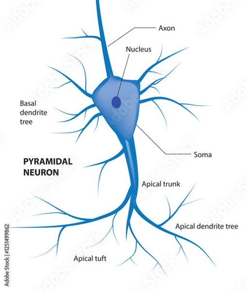 Obraz Pyramidal cell