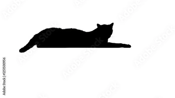 Fototapeta A cute black feline pet looks at a tiny mouse on a white background