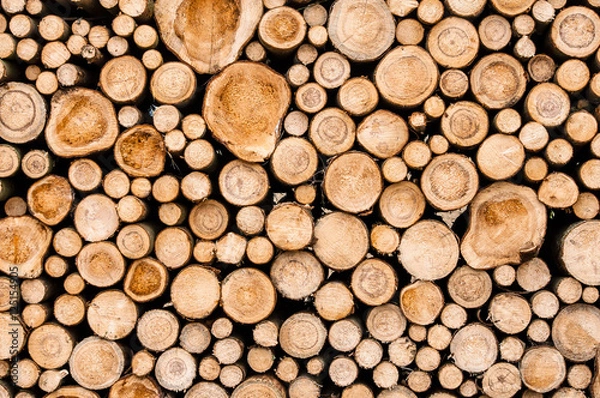 Fototapeta Logs of trees