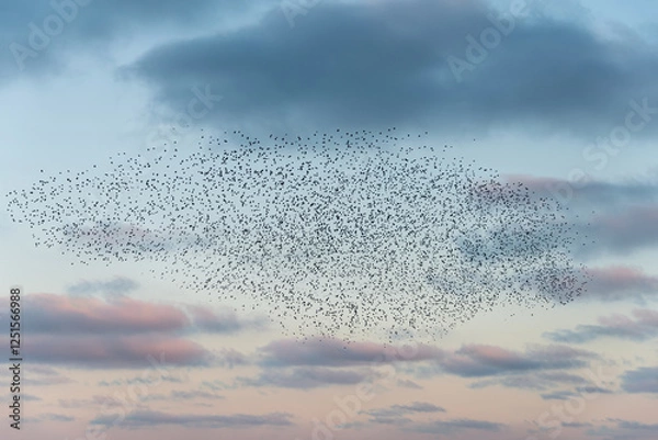 Fototapeta Amazing image of starling murmuration in flight during pastel colour Winter sunset evening